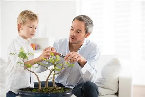 Sova träd bonsai