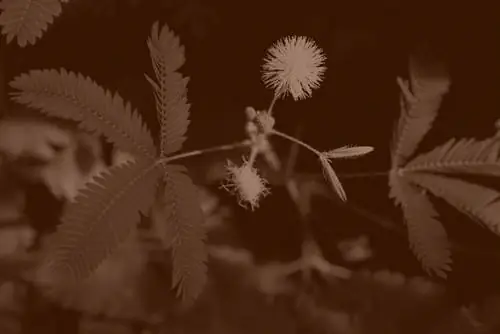 Prendersi cura dell'acacia seta “Summer Chocolate”: consigli e suggerimenti