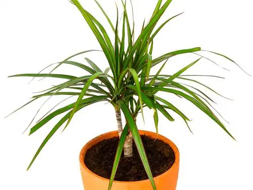 I-repot ang dracaena