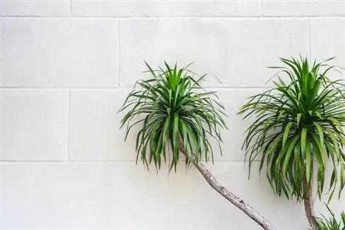 Dracaena-luizen