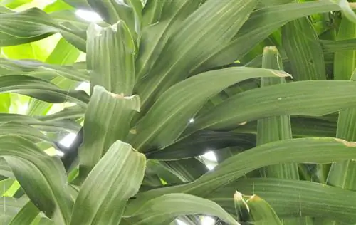 Dragon tree hanging leaves