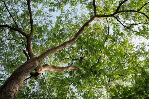 Жібек ағашының өсуі: Ол өте тез үлкен және күшті өседі