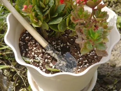 Kalanchoe jauns pods