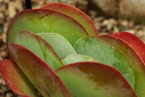 Kalanchoe Thyrsiflora: consigli per la cura del cavolo del deserto