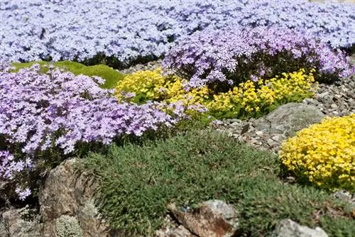 Ground cover rock garden