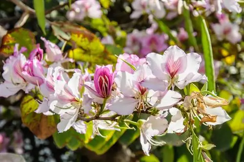 Gelo dell'albero di orchidea