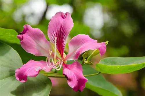 Plantar un árbol de orquídeas