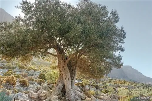 Características del olivo