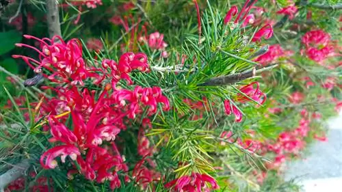 bonsái de grevillea