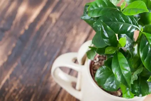 Grow your own coffee plant: instructions & helpful tips