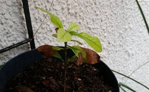 La planta del café se vuelve marrón