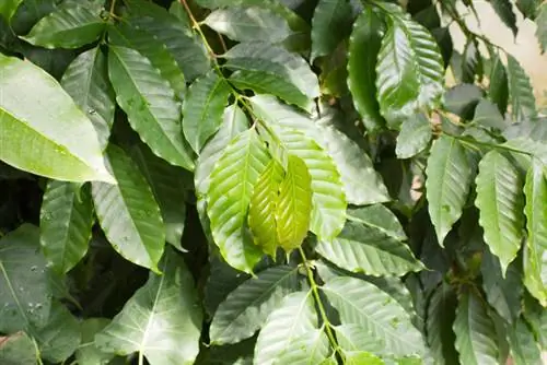 Cutting the coffee plant correctly: This is how it works