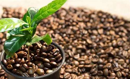 Coffee plant: choice of location for optimal growth