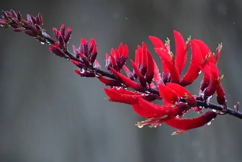 Coral ծառ ձմռանը