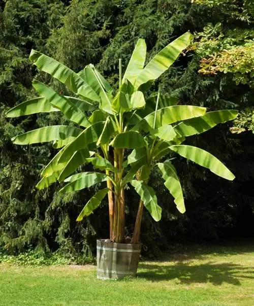 Plante japonaise en pot de banane en fibre