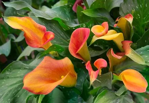 Sorg optimaal vir binnenshuise calla lelies: dit is hoe hulle floreer