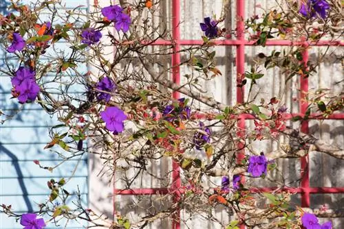 Arborele violet de iarnă