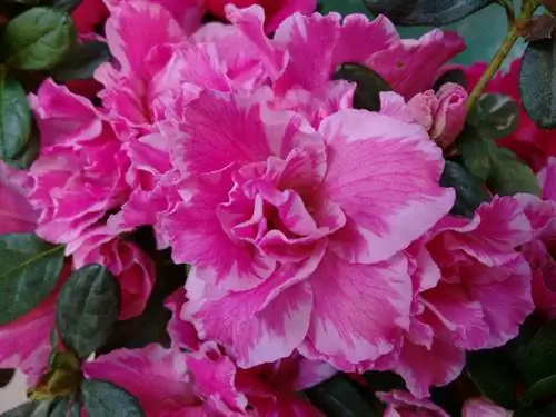 Indoor azalea in winter