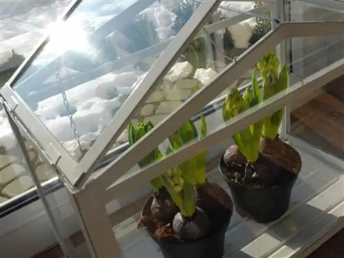 Indoor greenhouse: how to grow vegetables in the apartment?