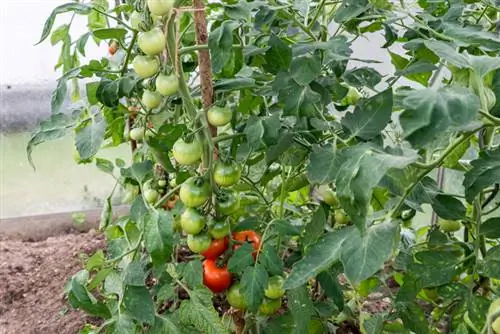 Rumah hijau kecil untuk tomato: petua & petua untuk berjaya