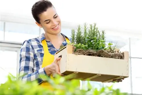 Al nostre propi hivernacle d'herbes: espècies fresques durant tot l'any