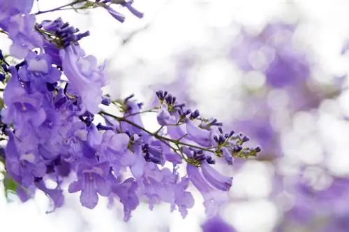 Així prospera la jacarandà: instruccions per a una cura ideal