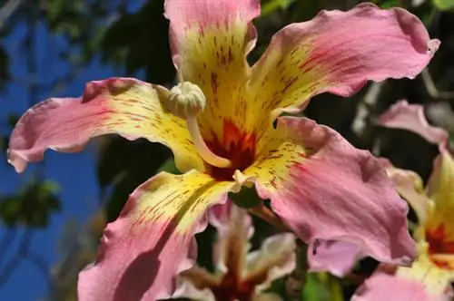 Penjagaan Pokok Bulu Brazil