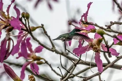 Floret šilko medžių priežiūra žiemą: taip jie išgyvena š altį