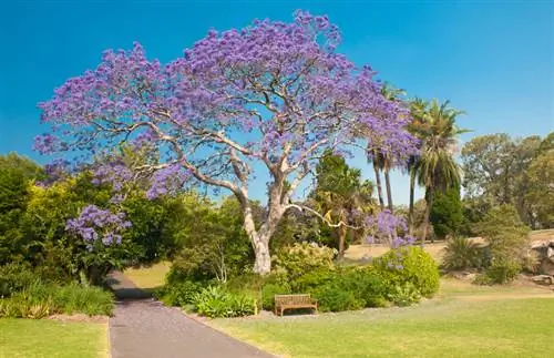 Arborele de jacaranda rezistent? Iată cum să-l protejați corespunzător