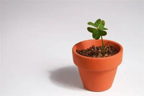 Lucky clover cuttings