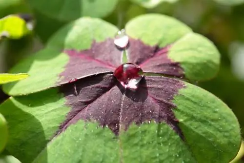 Trébol de la suerte que pasa el invierno: cómo proteger tu planta adecuadamente