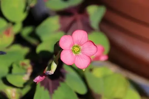 Flores de trébol de la suerte