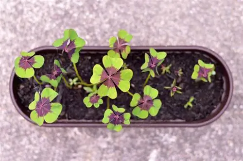 Geluksklaver kweken uit uien: tips voor gezonde planten