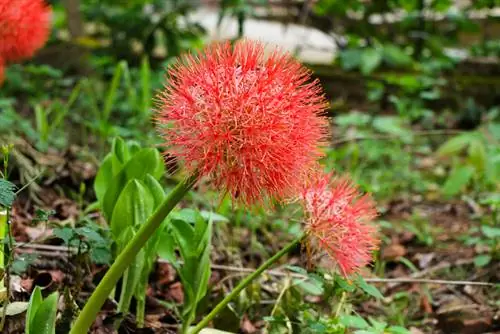 Planta ornamental de flor de sangre.