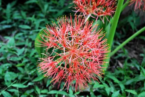 Flor de sangre en el jardín.