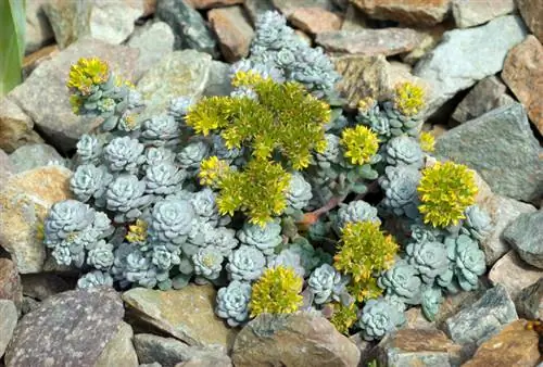 Nakataas na kama rock garden