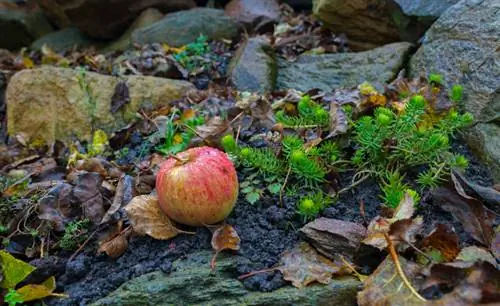 Cuidado del jardín de rocas en otoño: quitar las hojas es fácil