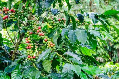 Kenmerken van koffieplanten