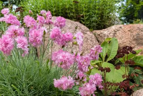 Garofani nel giardino roccioso