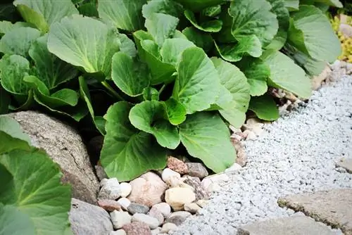 Jardí de roques del costat nord: Ubicacions i plantes adequades