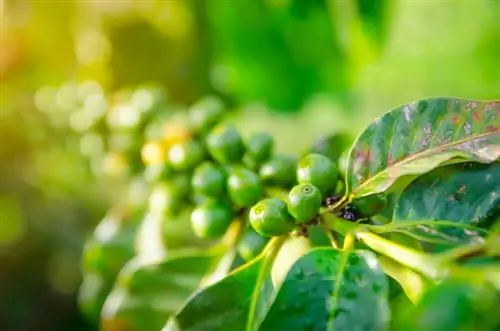 La planta de cafè es torna marró