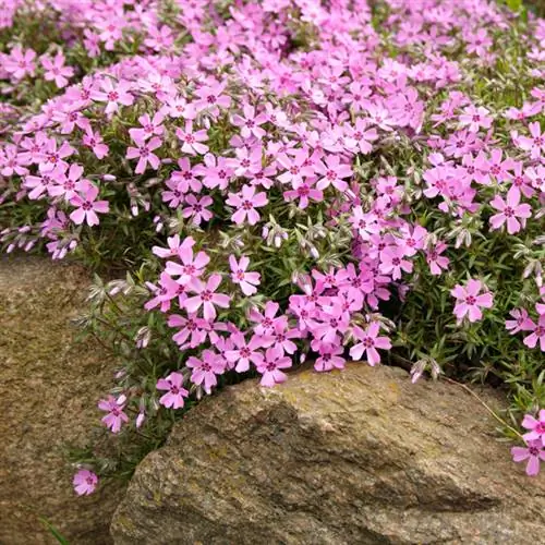 Phlox di taman batu