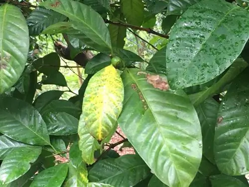 Planta de cafea devine galbenă