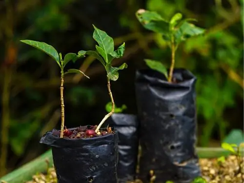 Semear planta de café