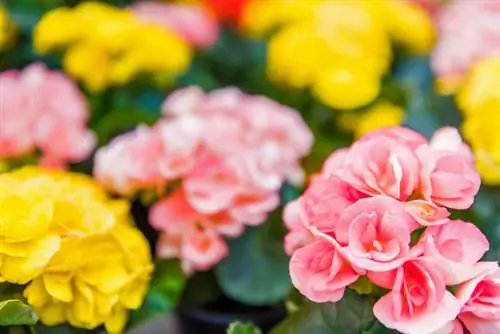 Elatior begonia's: verzorgingsinstructies voor weelderige bloemen