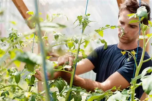 Tuinmaak in die kweekhuis: suksesvolle oes regdeur die jaar