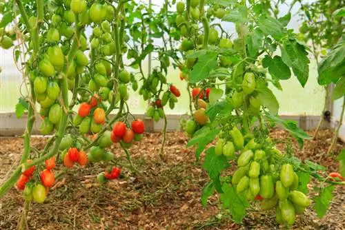 Terraza del invernadero de tomates