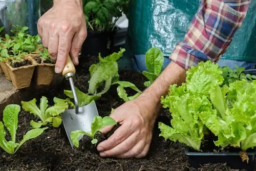 Greenhouse with raised bed