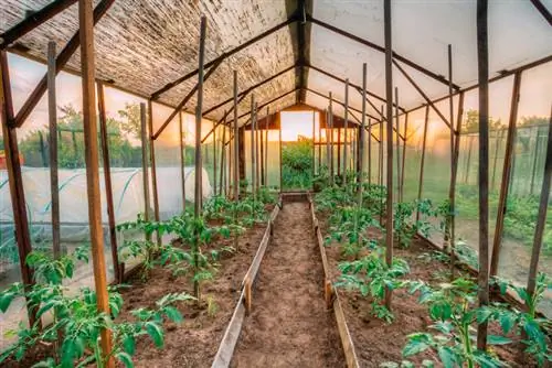 Nagtatanim ng mga kamatis sa sarili mong greenhouse: mga tagubilin at tip sa pagtatayo