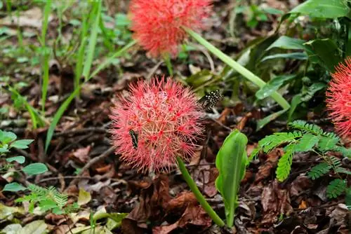 Voortplanting van bloedbloemen